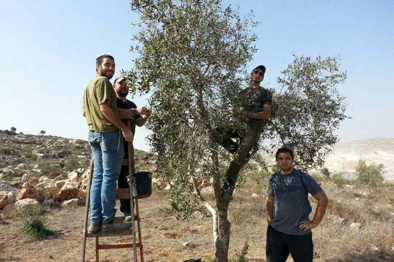 guests olive picking! guests olive picking!