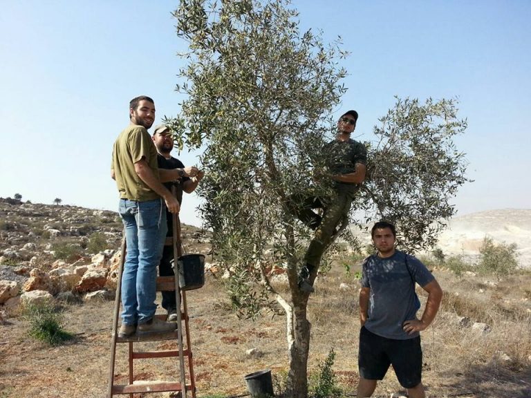 guests olive picking! guests olive picking!