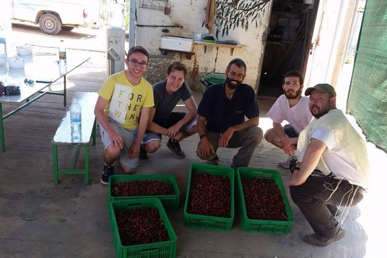 Cherries we picked today (2) Cherries we picked today