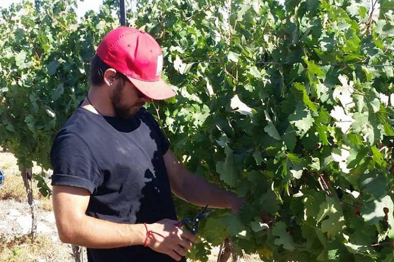 Grape harvest in Pnei Kedem Grape harvest in Pnei Kedem