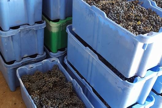 another grape harvest in the Shomron today! another grape harvest in the Shomron today!